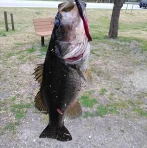 Meet your Posher, Donald